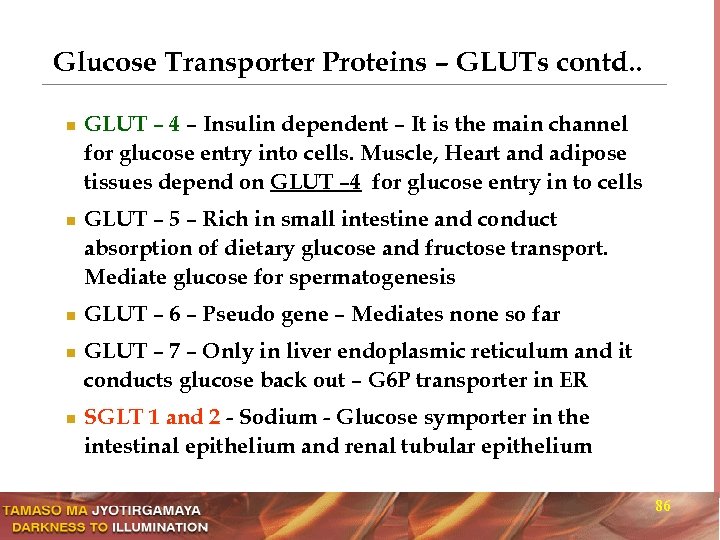 Glucose Transporter Proteins – GLUTs contd. . n n n GLUT – 4 –