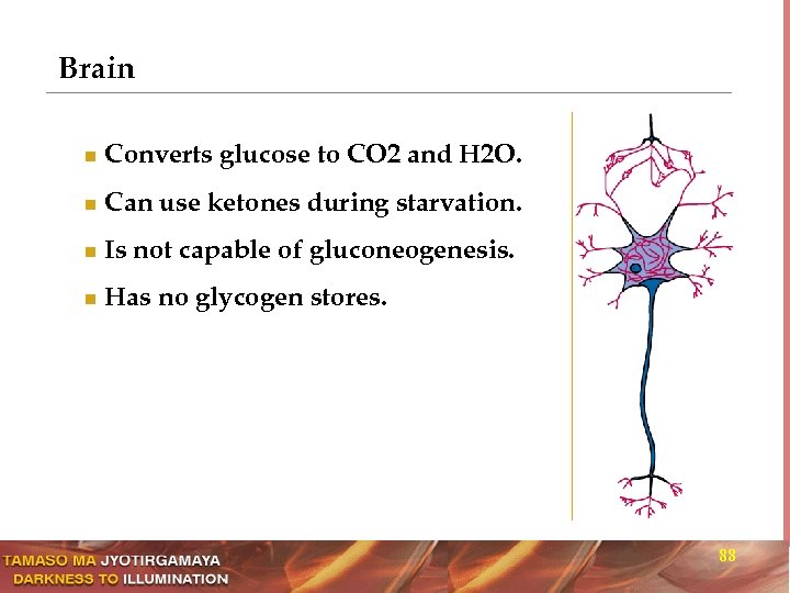 Brain n Converts glucose to CO 2 and H 2 O. n Can use