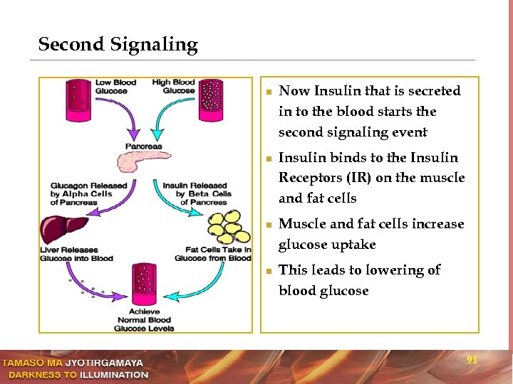 Second Signaling n n Now Insulin that is secreted in to the blood starts