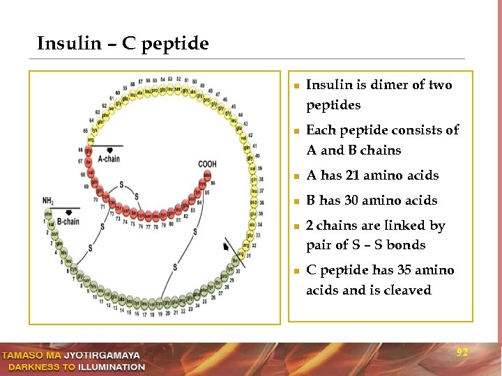 Insulin – C peptide n n Insulin is dimer of two peptides Each peptide