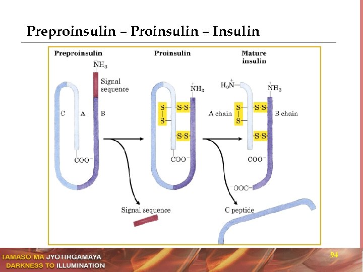 Preproinsulin – Proinsulin – Insulin 94 