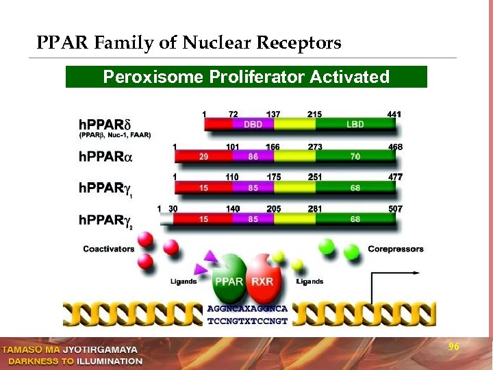 PPAR Family of Nuclear Receptors Peroxisome Proliferator Activated Receptors 96 