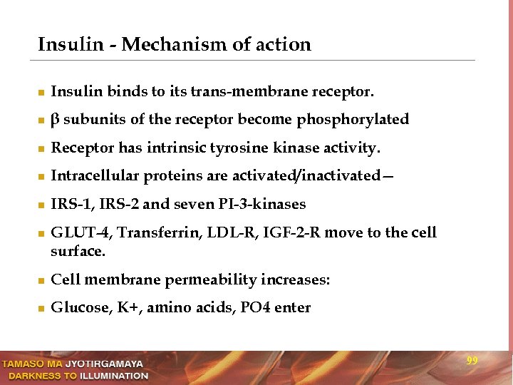 Insulin - Mechanism of action n Insulin binds to its trans-membrane receptor. n β