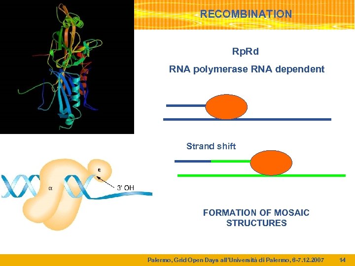 RECOMBINATION Rp. Rd RNA polymerase RNA dependent Strand shift FORMATION OF MOSAIC STRUCTURES Palermo,