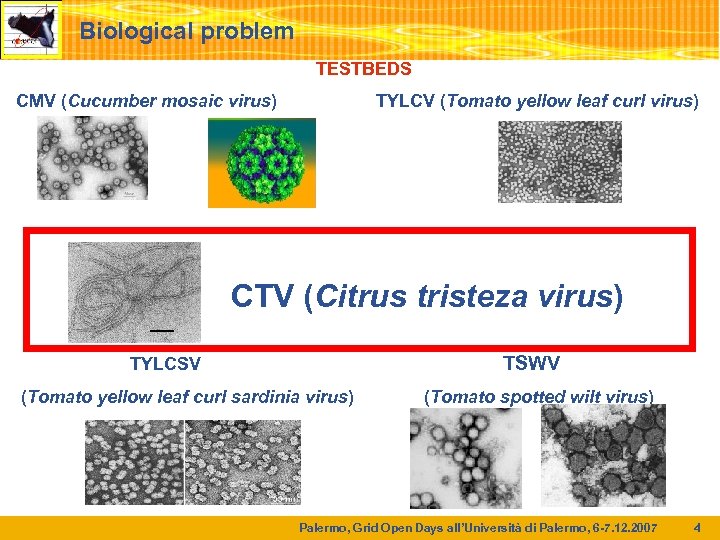 Biological problem TESTBEDS CMV (Cucumber mosaic virus) TYLCV (Tomato yellow leaf curl virus) CTV
