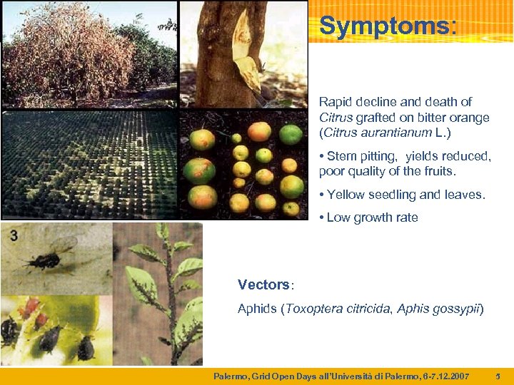 Symptoms: Rapid decline and death of Citrus grafted on bitter orange (Citrus aurantianum L.