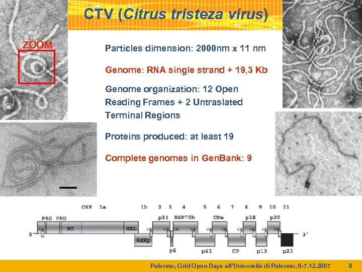 CTV (Citrus tristeza virus) ZOOM Particles dimension: 2000 nm x 11 nm Genome: RNA