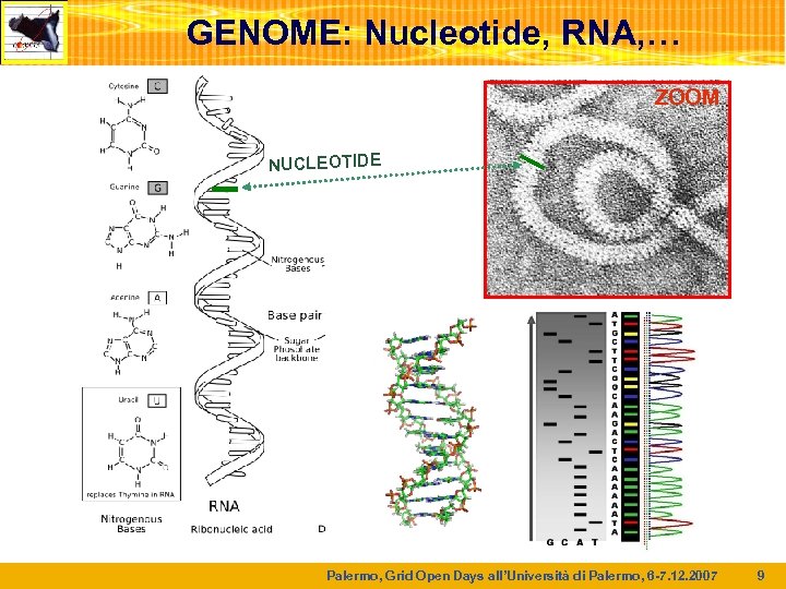 GENOME: Nucleotide, RNA, … ZOOM NUCLEOTIDE Palermo, Grid Open Days all’Università di Palermo, 6