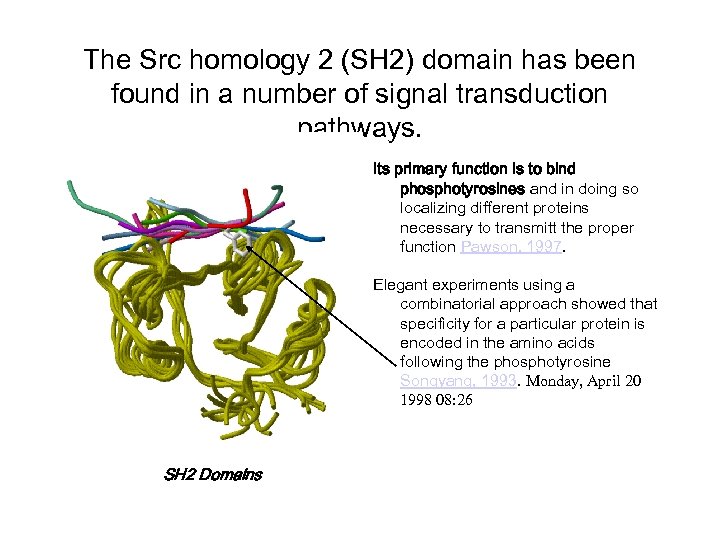 The Src homology 2 (SH 2) domain has been found in a number of
