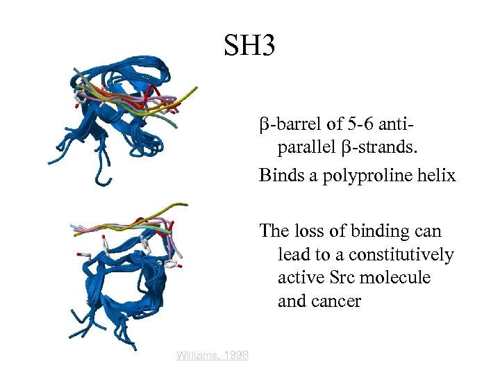 SH 3 b-barrel of 5 -6 antiparallel b-strands. Binds a polyproline helix The loss