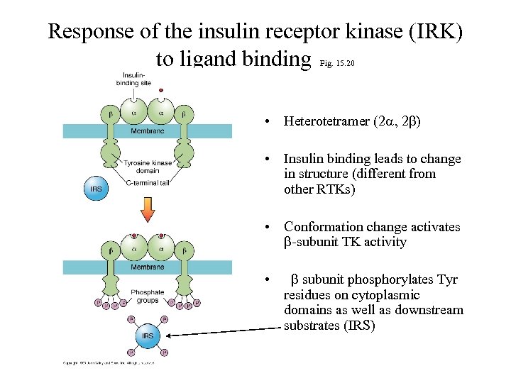 Response of the insulin receptor kinase (IRK) to ligand binding Fig. 15. 20 •