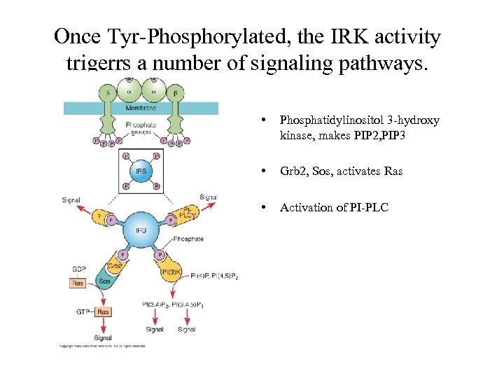 Once Tyr-Phosphorylated, the IRK activity trigerrs a number of signaling pathways. • Phosphatidylinositol 3