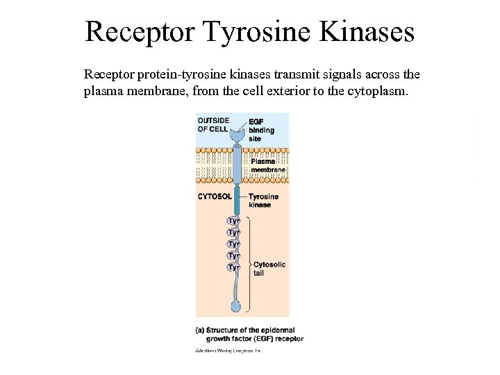 Receptor Tyrosine Kinases Receptor protein-tyrosine kinases transmit signals across the plasma membrane, from the