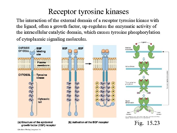 Receptor tyrosine kinases The interaction of the external domain of a receptor tyrosine kinase