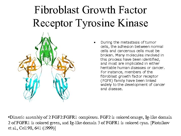 Fibroblast Growth Factor Receptor Tyrosine Kinase • During the metastasis of tumor cells, the