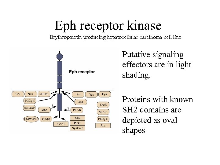 Eph receptor kinase Erythropoietin producing hepatocellular carcinoma cell line • Putative signaling effectors are