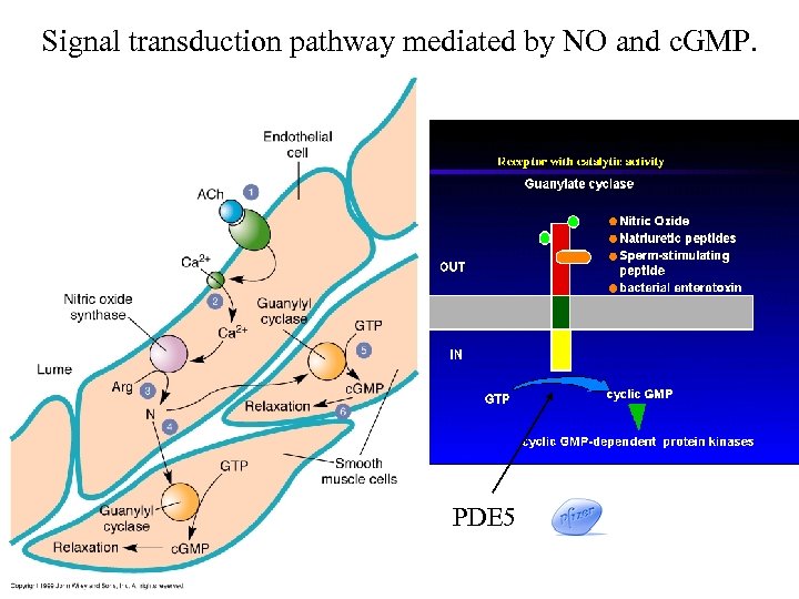 Signal transduction pathway mediated by NO and c. GMP. PDE 5 136252 