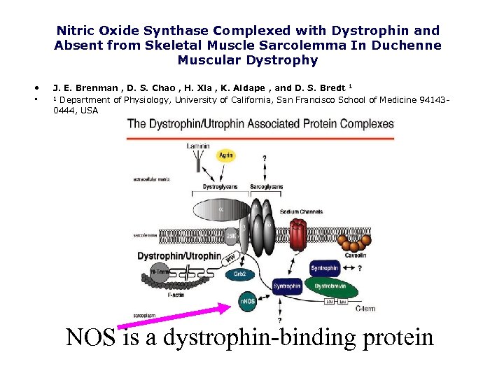 Nitric Oxide Synthase Complexed with Dystrophin and Absent from Skeletal Muscle Sarcolemma In Duchenne