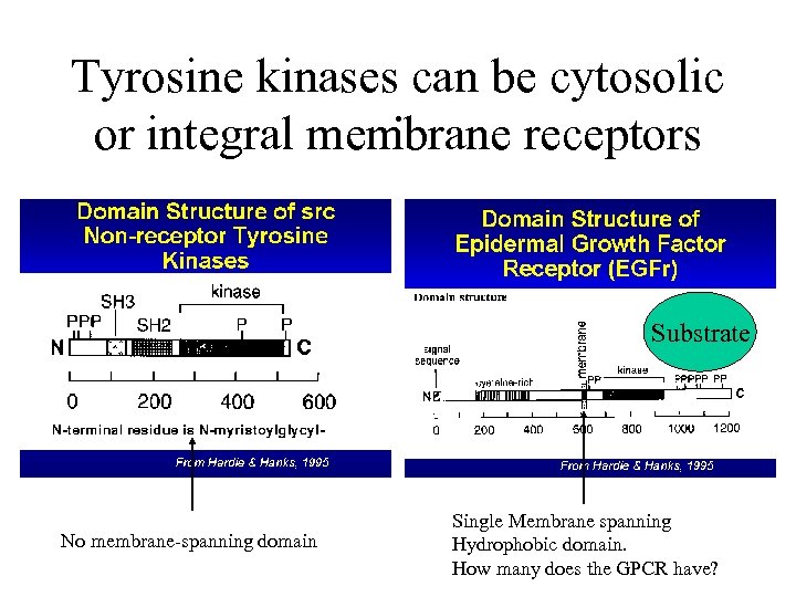 Tyrosine kinases can be cytosolic . or integral membrane receptors Substrate No membrane-spanning domain
