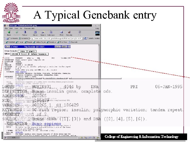 A Typical Genebank entry UNIVERSITY OF SOUTH CAROLINA College of Engineering & Information Technology