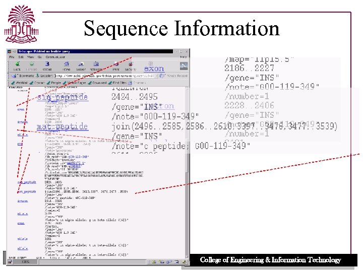 Sequence Information UNIVERSITY OF SOUTH CAROLINA College of Engineering & Information Technology 