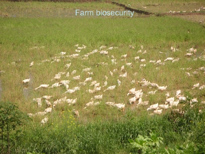 Farm biosecurity 