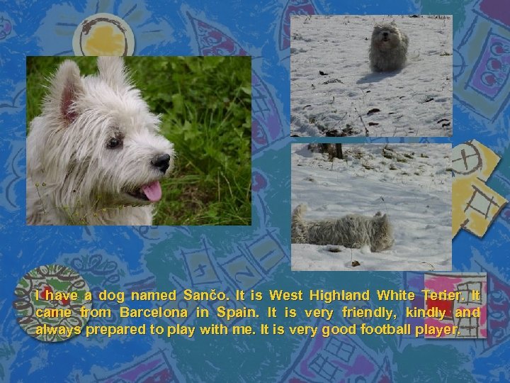 I have a dog named Sančo. It is West Highland White Terier. It came