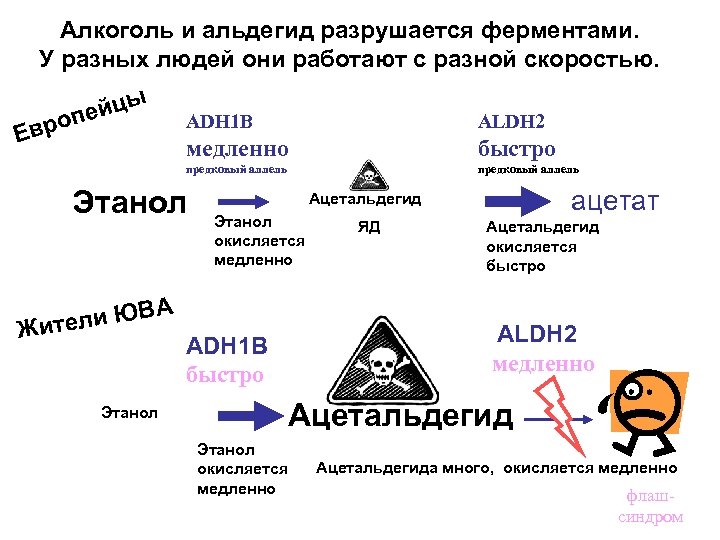 Алкоголь и альдегид разрушается ферментами. У разных людей они работают с разной скоростью. ы
