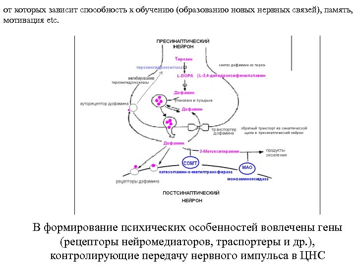 от которых зависит способность к обучению (образованию новых нервных связей), память, мотивация etc. В