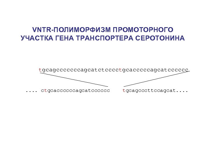 VNTR-ПОЛИМОРФИЗМ ПРОМОТОРНОГО УЧАСТКА ГЕНА ТРАНСПОРТЕРА СЕРОТОНИНА tgcagcccccccagcatctcccctgcacccccagcatcccccc . . ctgcaccccccagcatcccccc tgcagcccttccagcat. . 