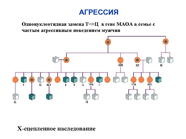 АГРЕССИЯ Однонуклеотидная замена T=>Ц в гене МАОА в семье с частым агрессивным поведением мужчин