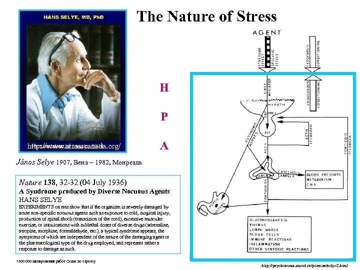 The Nature of Stress H http: //psychosoma. narod. ru/persons/selye. html http: //www. stresscanada. org/