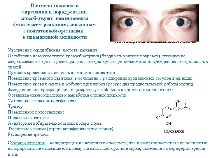 Картинки адреналин и норадреналин