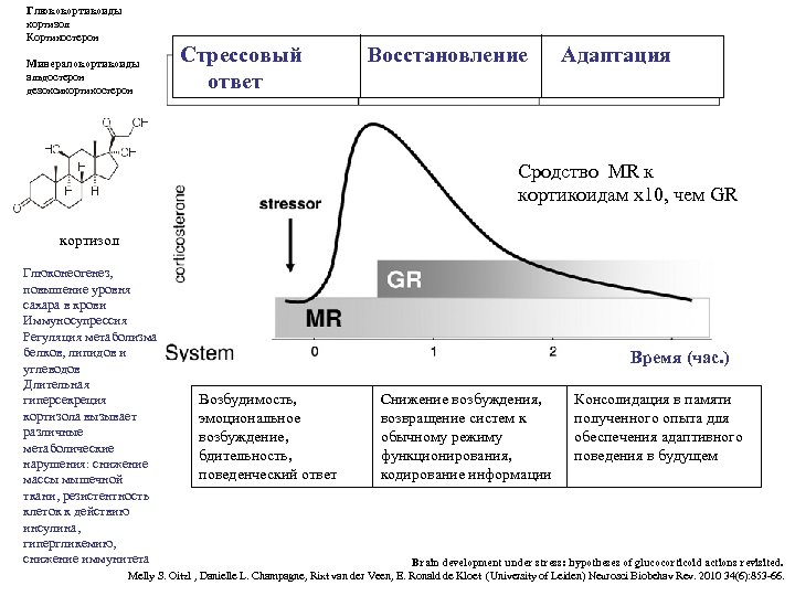 Глюкокортикоиды кортизол Кортикостерон Минералокортикоиды альдостерон дезоксикортикостерон Стрессовый Восстановление Адаптация ответ Сродство MR к кортикоидам
