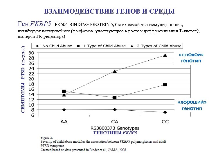 ВЗАИМОДЕЙСТВИЕ ГЕНОВ И СРЕДЫ Ген FKBP 5 FK 506 -BINDING PROTEIN 5, белок семейства