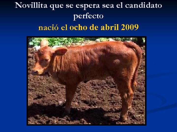 Novillita que se espera sea el candidato perfecto nació el ocho de abril 2009