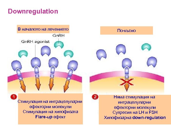 Downregulation В началото на лечението Стимулация на интрацелуларни ефекторни молекули Стимулация на хипофизата Flare-up