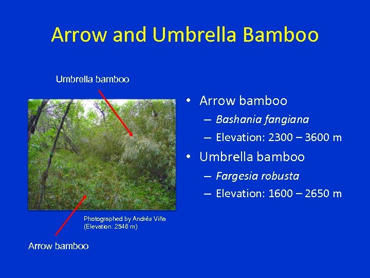 Arrow and Umbrella Bamboo Umbrella bamboo • Arrow bamboo – Bashania fangiana – Elevation: