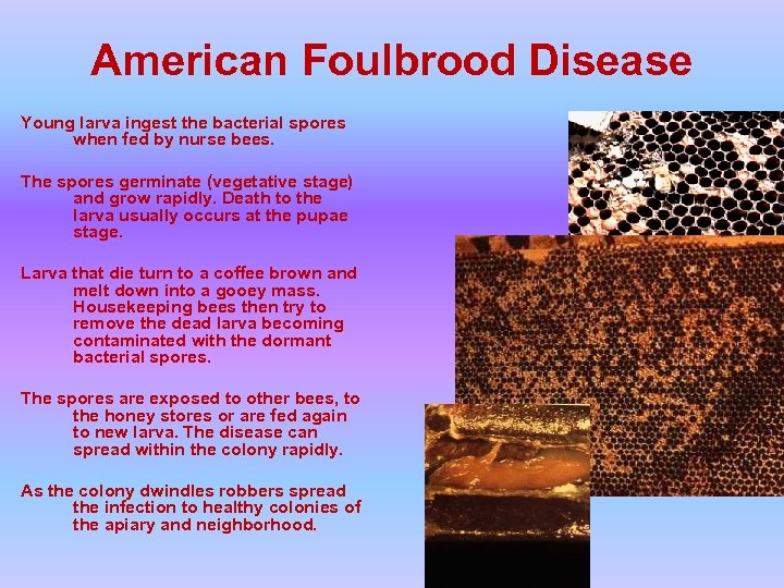 American Foulbrood Disease Young larva ingest the bacterial spores when fed by nurse bees.
