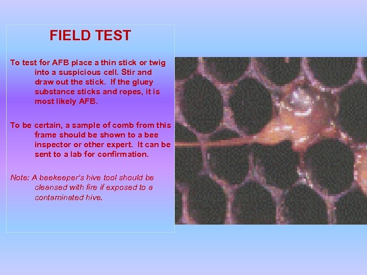 FIELD TEST To test for AFB place a thin stick or twig into a