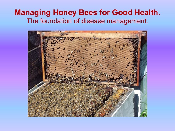 Managing Honey Bees for Good Health. The foundation of disease management. 