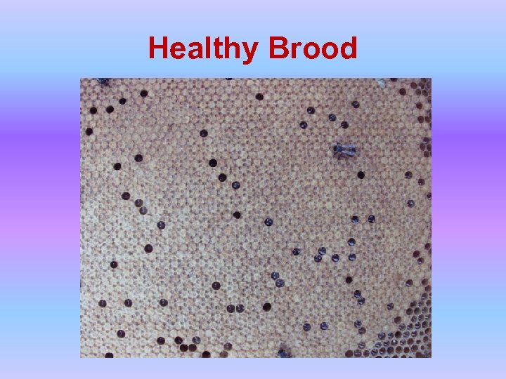 Healthy Brood 