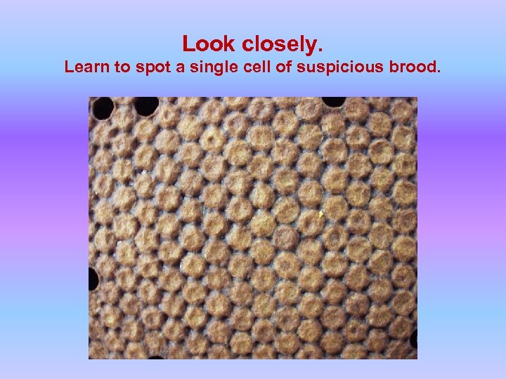 Look closely. Learn to spot a single cell of suspicious brood. 