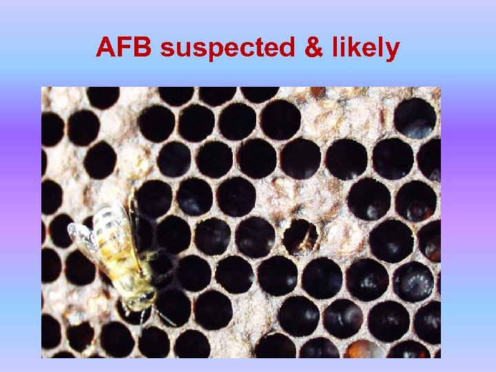 AFB suspected & likely 