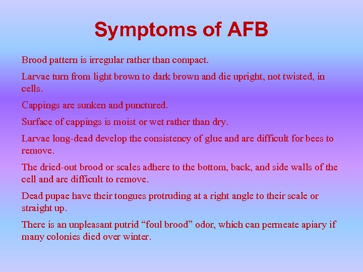 Symptoms of AFB Brood pattern is irregular rather than compact. Larvae turn from light