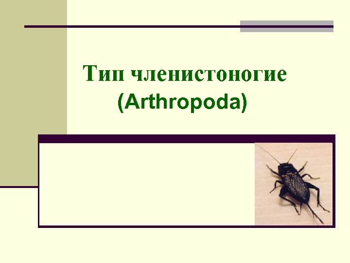 Тип членистоногие (Arthropoda) 