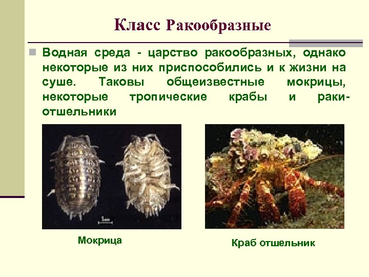 Класс Ракообразные n Водная среда - царство ракообразных, однако некоторые из них приспособились и