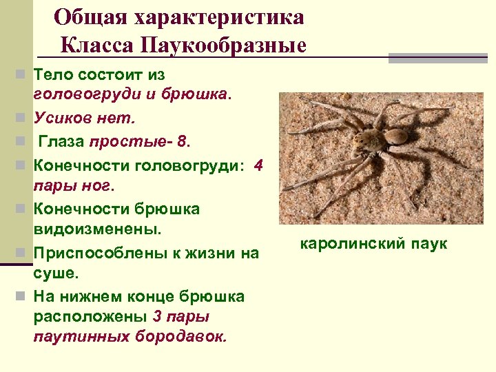 Общая характеристика Класса Паукообразные n Тело состоит из n n n головогруди и брюшка.
