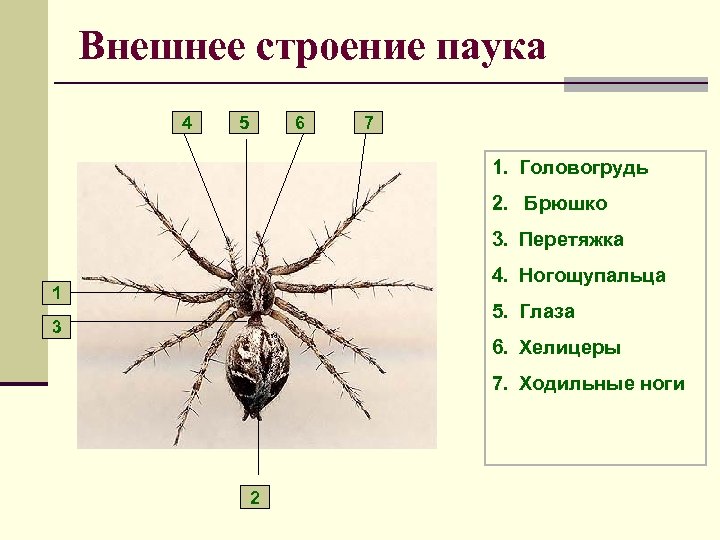 Внешнее строение паука 4 5 6 7 1. Головогрудь 2. Брюшко 3. Перетяжка 4.