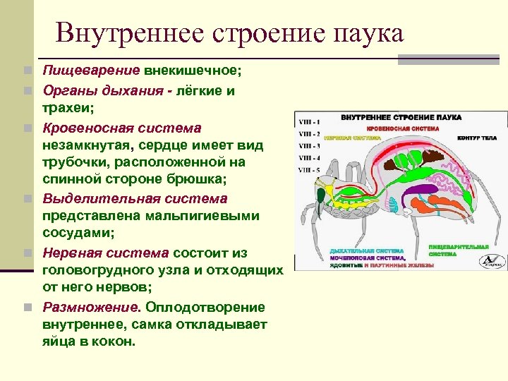 Внутреннее строение паука n Пищеварение внекишечное; n Органы дыхания - лёгкие и n n